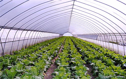 智能蔬菜大棚 智能蔬菜大棚