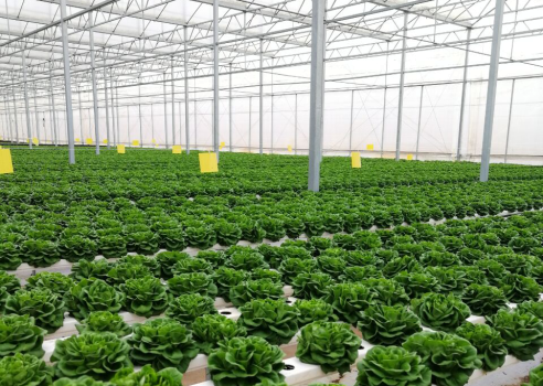 智慧蔬菜種植溫室 智慧蔬菜種植溫室