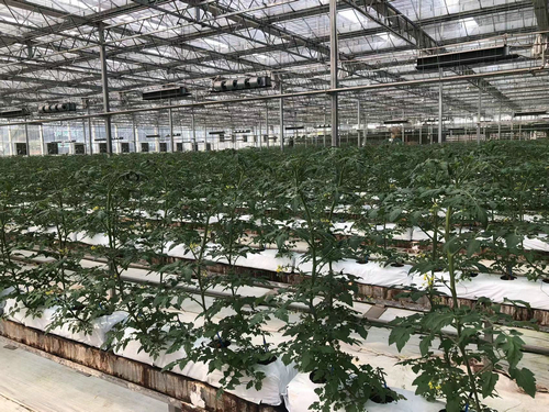 蔬菜大棚自動化系統