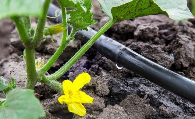 智慧滴灌系統 智慧滴灌系統