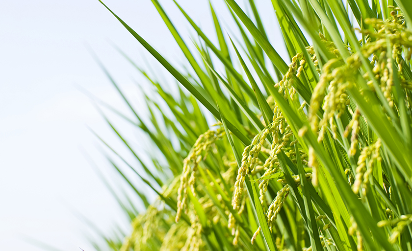 水稻自動灌溉系統