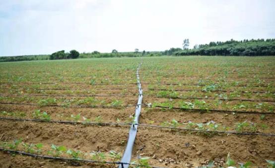 紅薯種植水肥一體化灌溉系統(tǒng)