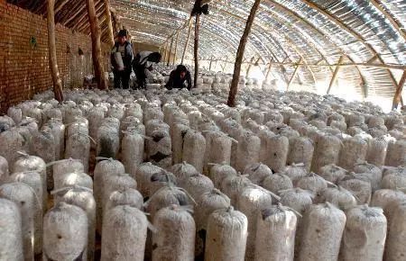 蘑菇種植大棚溫控 蘑菇種植大棚溫控