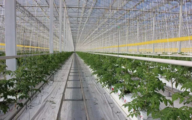 控溫大棚 控溫大棚