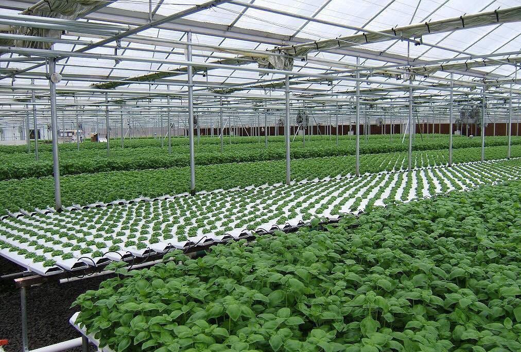 蔬菜大棚設(shè)備