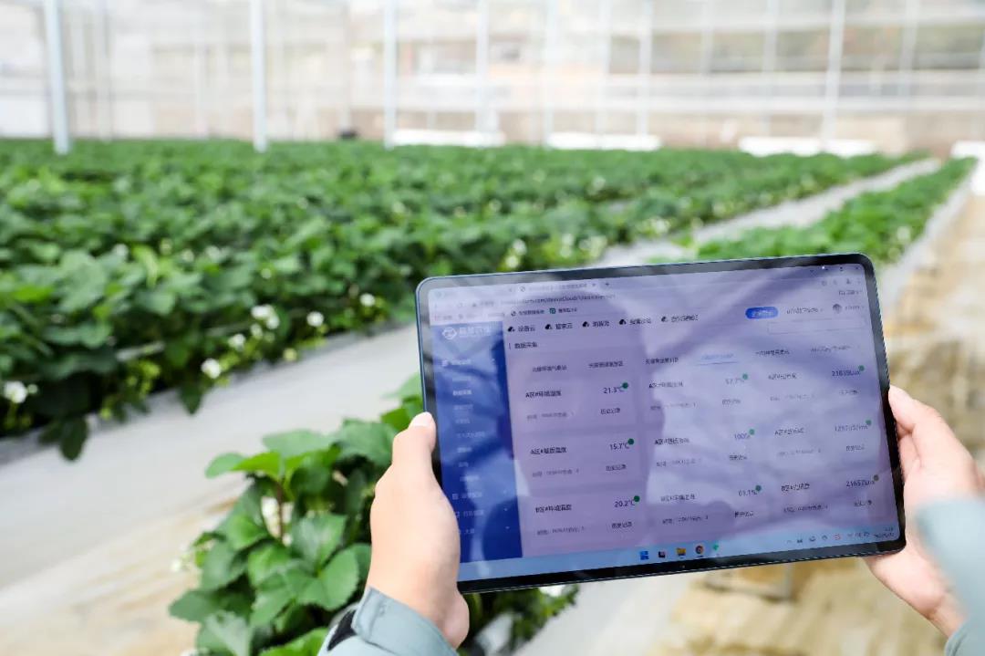 智慧農業大棚監測 智慧農業大棚監測