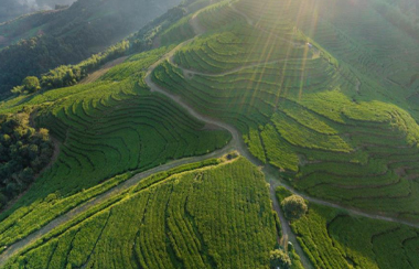 智慧茶園物聯網管理平臺