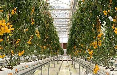 溫室玻璃大棚自動化溫室控制系統 溫室玻璃大棚自動化溫室控制系統