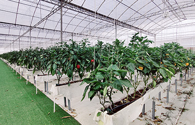 智能種植大棚 智能種植大棚