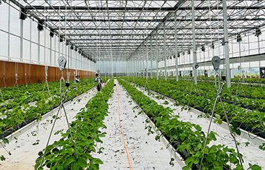 大棚智慧農業遠程控制系統