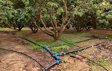 大田水肥一體化滴灌